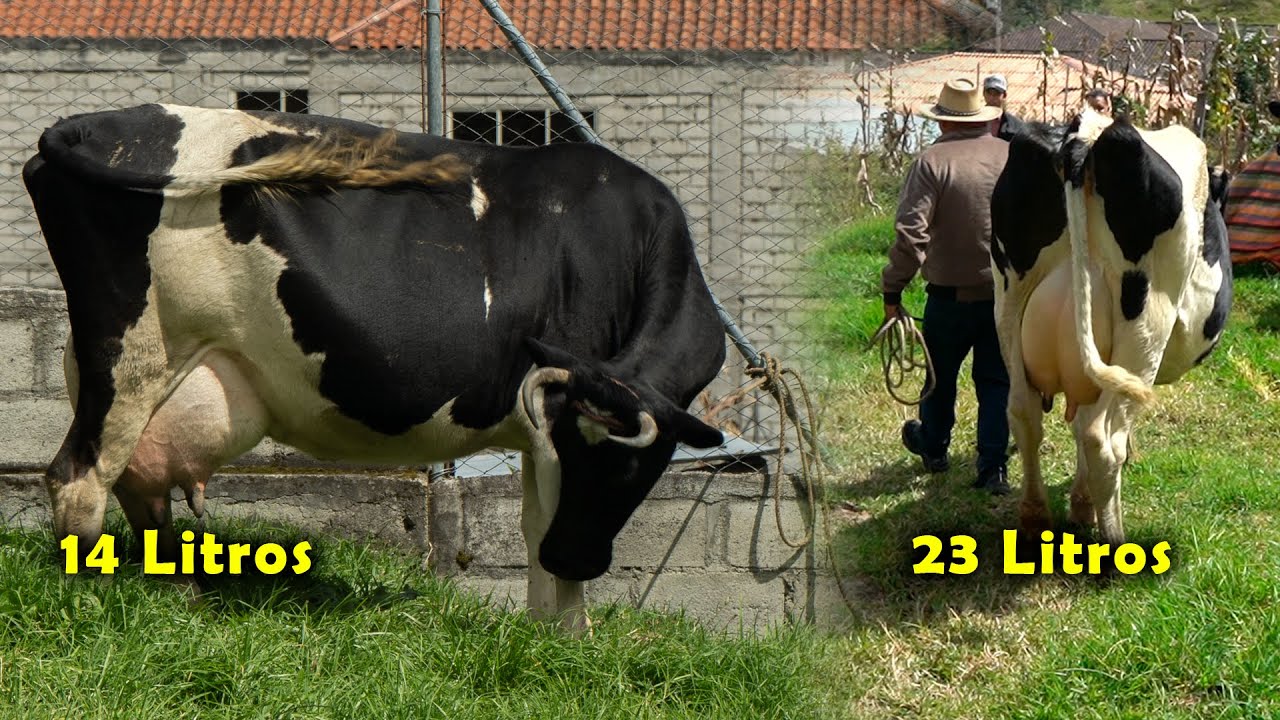 Los mejores Ejemplares de ganado en Saraguro 🇪🇨🐮🐂