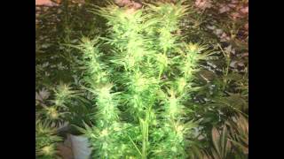 VendiWeed's June 2014 Inside crop