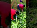 cool way to harvest stem lettuce properly #shorts