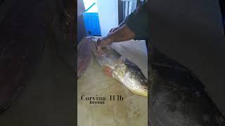 filete de corvina gigante.