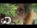 Dave Salmoni Has A Dangerous Close Call With A Wild Male Lion | Into The Lion’s Den