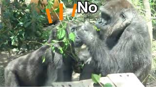 Refusal. Mom Genki doesn't let Kintaro suck her breast. Kintaro sulks.【Kyoto Zoo, Gorilla,ゴリラ