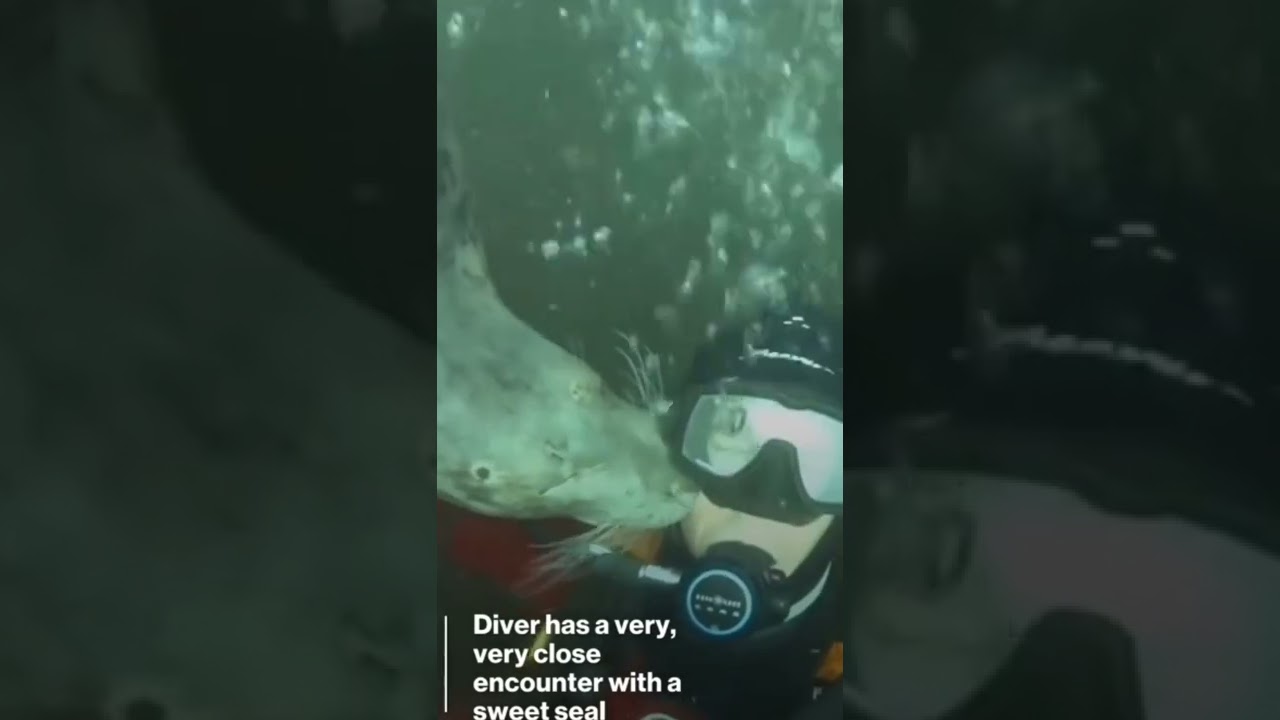 Animal Romance | Sad Animal Romance |