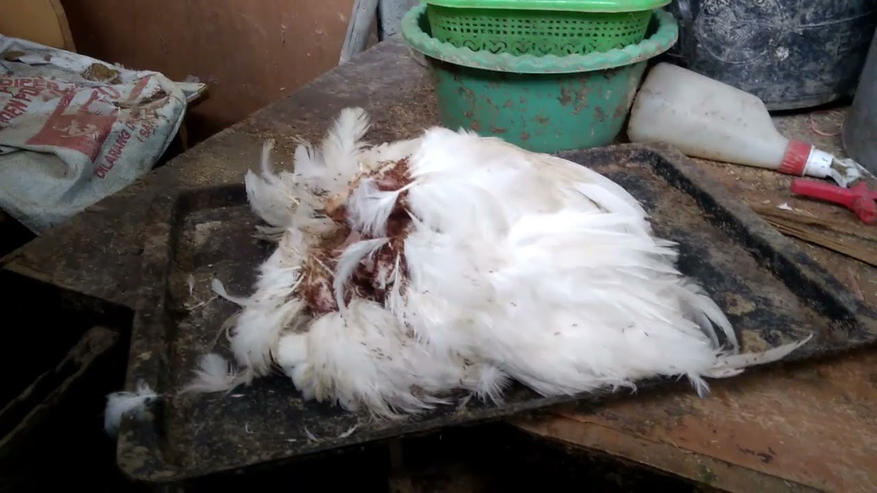 Tragis! Ayam Mati Kepala Hilang 😑