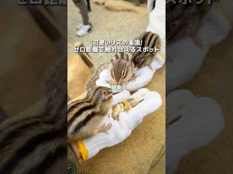 【岐阜】ゼロ距離で触れ合えるリスの楽園が可愛すぎた🐿️