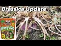 Late Season Brassica Food Plot Update - Dec. 30