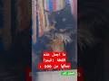 ايه الجمال ده هذا خلق الله قطة عندنا ايه الجمال ده هذا خلق الله قطة عندنا