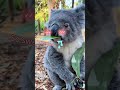 Cute Koala