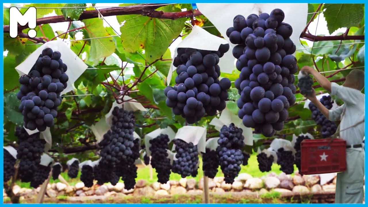 Shine Muscat Grapes in Japan 🍇 Japanese Grape Farming & Harvesting | Sweet & Expensive Muscat Grapes