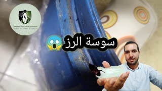 الخطر المدمر سوسة المواد المخزونة : سوسة الرز وسوسة الدقيق