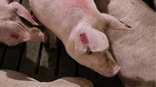 What's It Like Working in an ESF Group Sow Housing Barn
