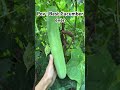 Though I have harvested tons of cucumbers but this is the best seed and it is long and very tasty.