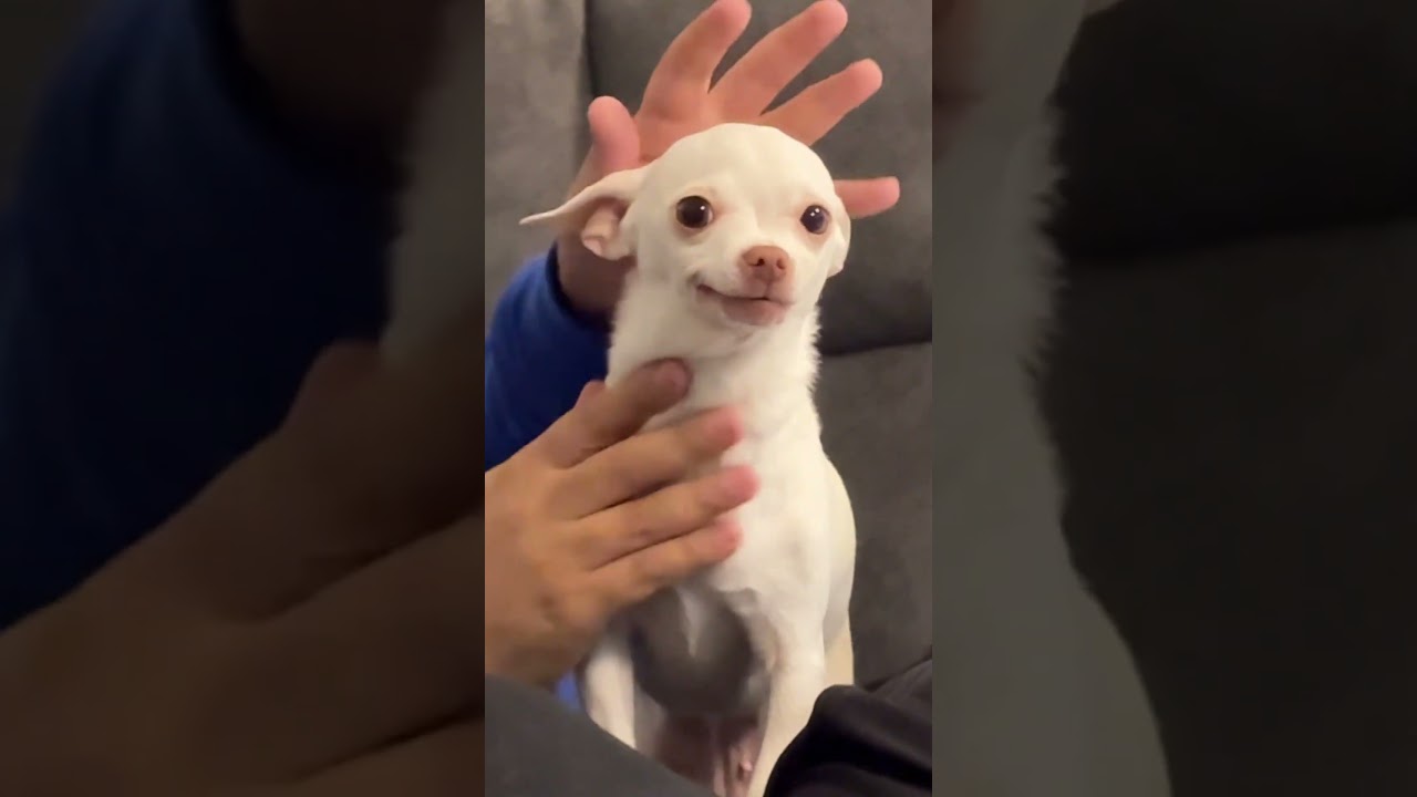 Dog funny #funny #dogs #dog #dogapparel #cute #fouryou #fyp