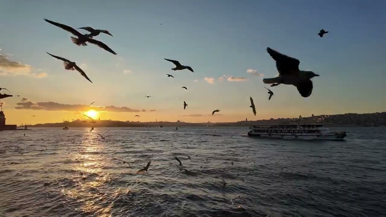 This Is Life | Original Pop Ballad | Nature | Animals