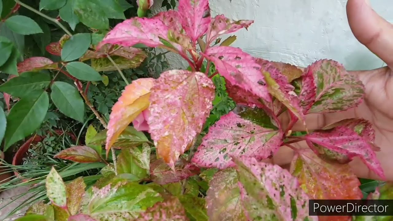 This Hibiscus Variegated/ Hibiscus Cooperi variety a must have in