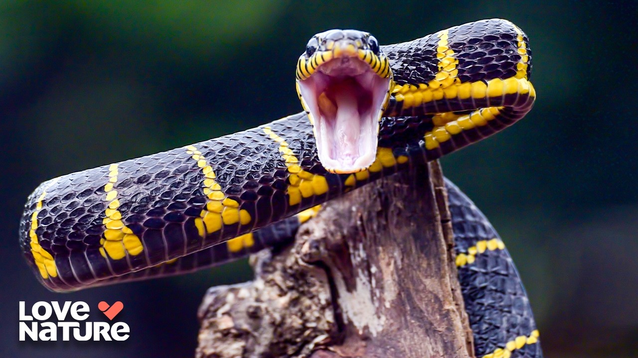 Animals With Real-Life Superpowers ⚡️ | Planet Weird 102