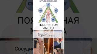 Рефлекторные точки для поясничной мышцы/ Прикладная Кинезиология/ #массаж #massage #chiropractic