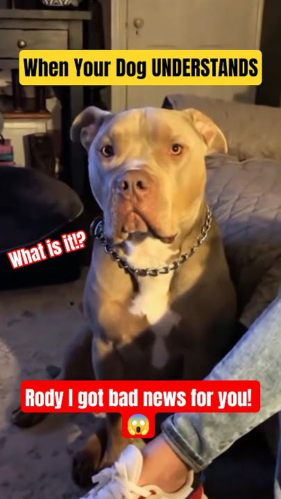 When Your Dog Understands EVERY Word You Say...😂 #dog #dogs #dogfails