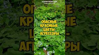 ОПАСНЫЕ КРАСИВЫЕ ЦВЕТЫ-АГРЕССОРЫ И МЕТОДЫ БОРЬБЫ С НИМИ. Уютный сад. #уют #сад #цветы