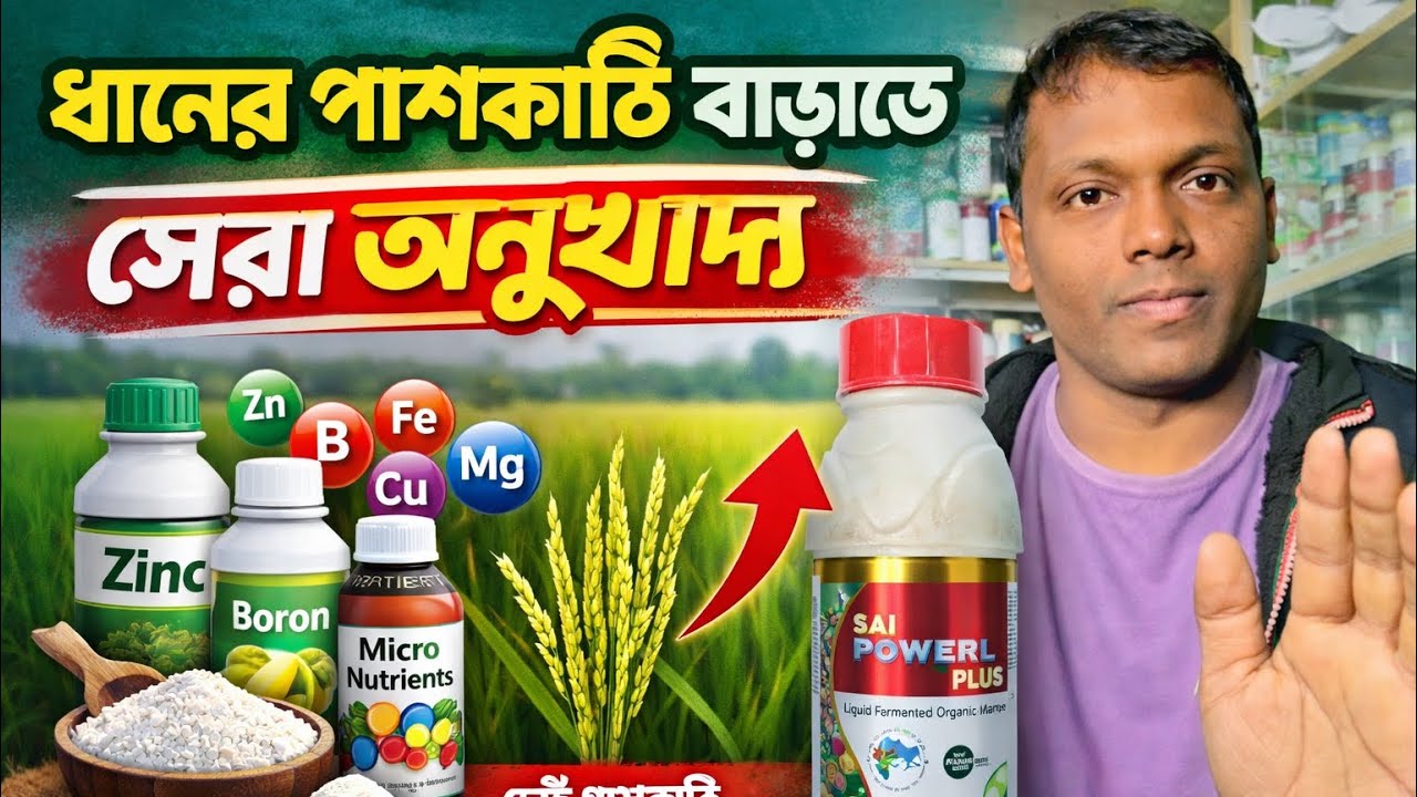 ২-৩কুইঃ বেশি ফলন✅সেরা অনুখাদ্য🔥ধান চাষেও মজা আছে@AgricultureBook 