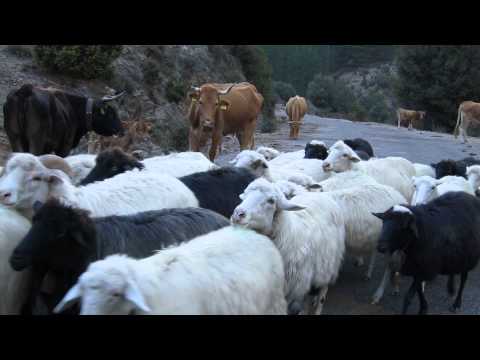 Sheep and Cows in Sardinia