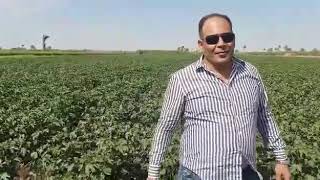 Organic Cotton in Egypt by Bioferilizers NovaPlusالقطن المصري الأورجانيك أو الذهب الأبيض. م