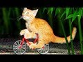 「猫かわいい」 すごくかわいい子猫 - 最も面白い猫の映画 #310