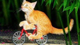 「猫かわいい」 すごくかわいい子猫 - 最も面白い猫の映画 #310