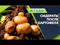 Какой СИДЕРАТ Посадить После Картофеля ✔️ Что посадить когда выкопали картошку  ✔️