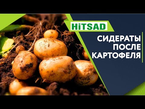 Какой СИДЕРАТ Посадить После Картофеля ✔️ Что посадить когда выкопали картошку ✔️