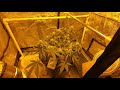 Neville&#39;s Haze, Day 50 Small Tent Cultivation