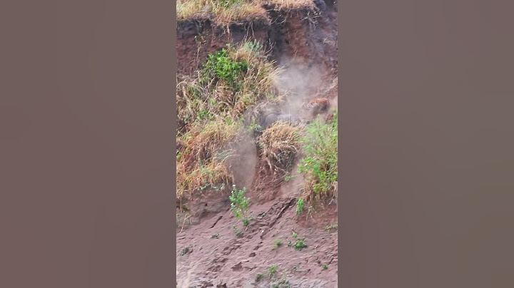 Hyena Chases Wildebeest Off a Cliff
