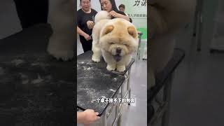 Cute Chow Chow Douin Cute Pet Plan Dog Care