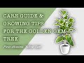 Growing  caring for the ficus altissima yellow gem golden gem tree