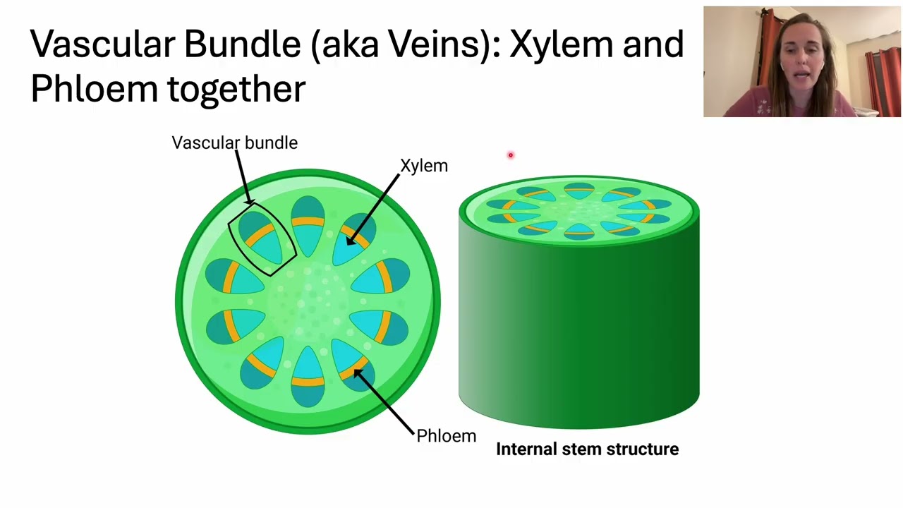 Kingdom Plantae Chapter 14