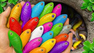 Catch beautiful aquarium fish in small pond baby turtles, eels, pencil fish, xecan, iguanas, lizard.