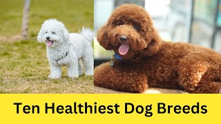 10 Healthiest Dog Breeds With the Least Health Issues 10 Healthiest Dog Breeds With the Least Health Issues