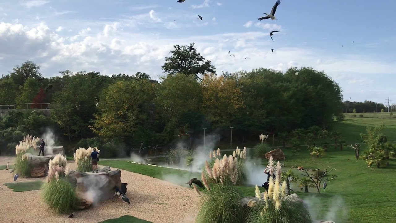 Bird Show Zoo Parc Beauval France YouTube