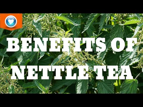 The Health Benefits of Nettle Tea
