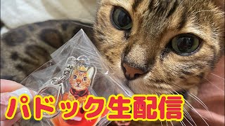 【パドック生配信】朝の猫部屋から生配信【5月22日】