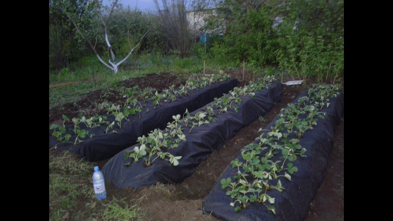 Подготовка грядок для выращивания клубники