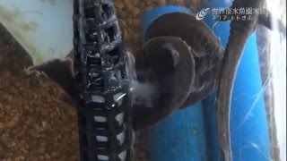 エゾサンショウウオの産卵