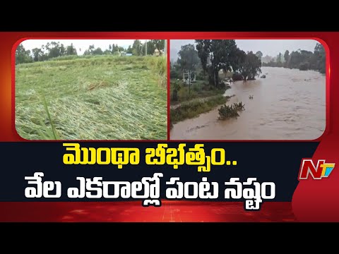 Cyclone Montha Hit Vizianagaram, Heavy Rains Damaged Crops | Special Report | NTV Telugu - NTVTELUGU