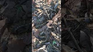 One Of The Nasty Ones.... Bothrops Atrox Snake Labaria