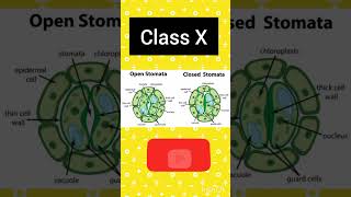 opening and closing of stomata takes place