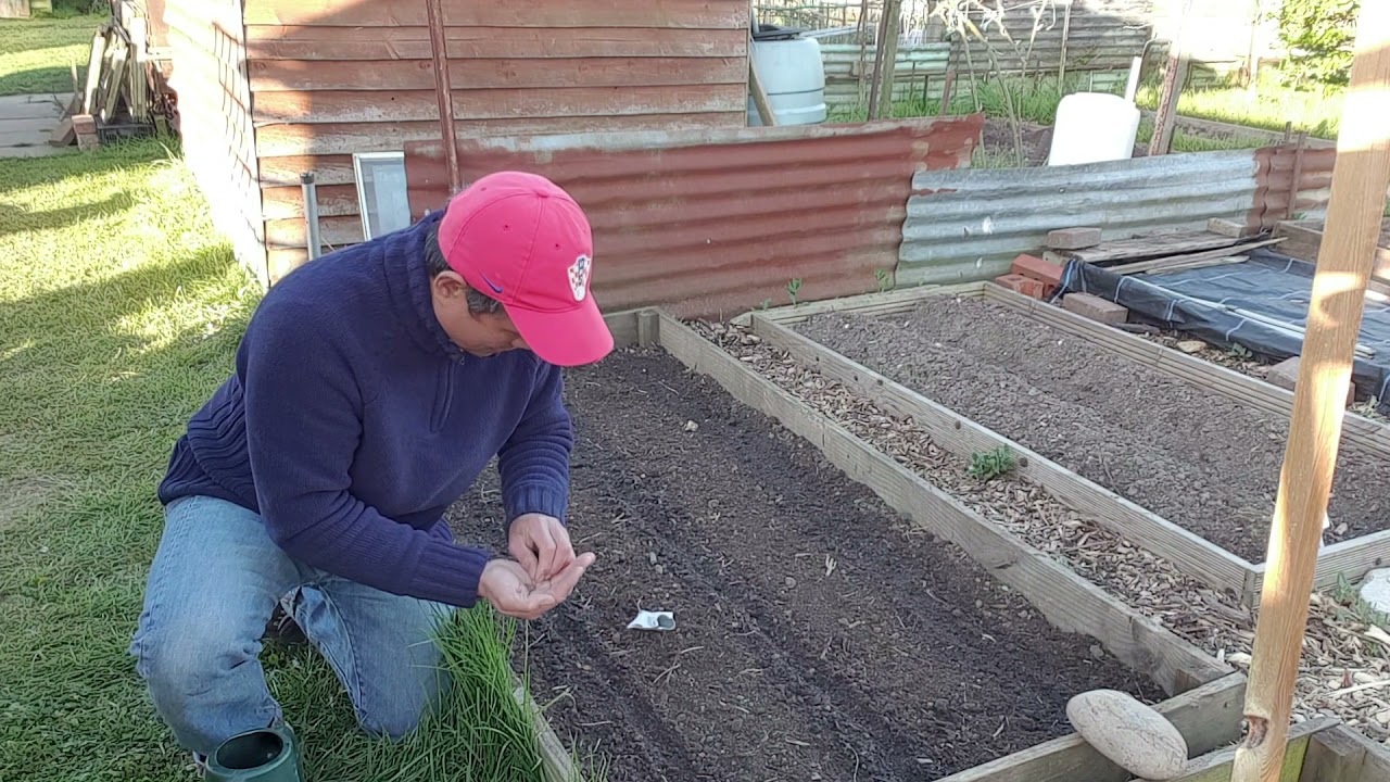 Sowing carrot seeds YouTube