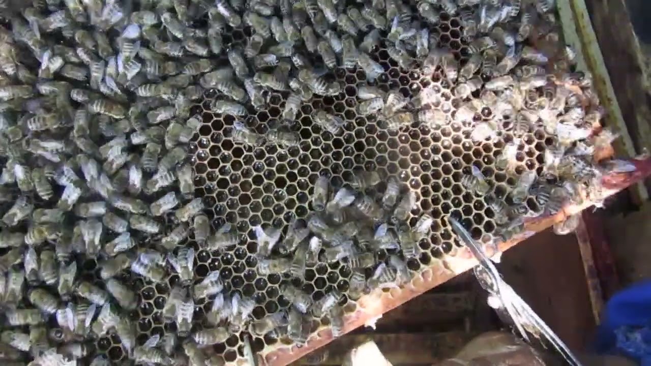 3051 ul16 Takimi  zabiegami zlikwidowałem nastrój rojowy.2023r0527