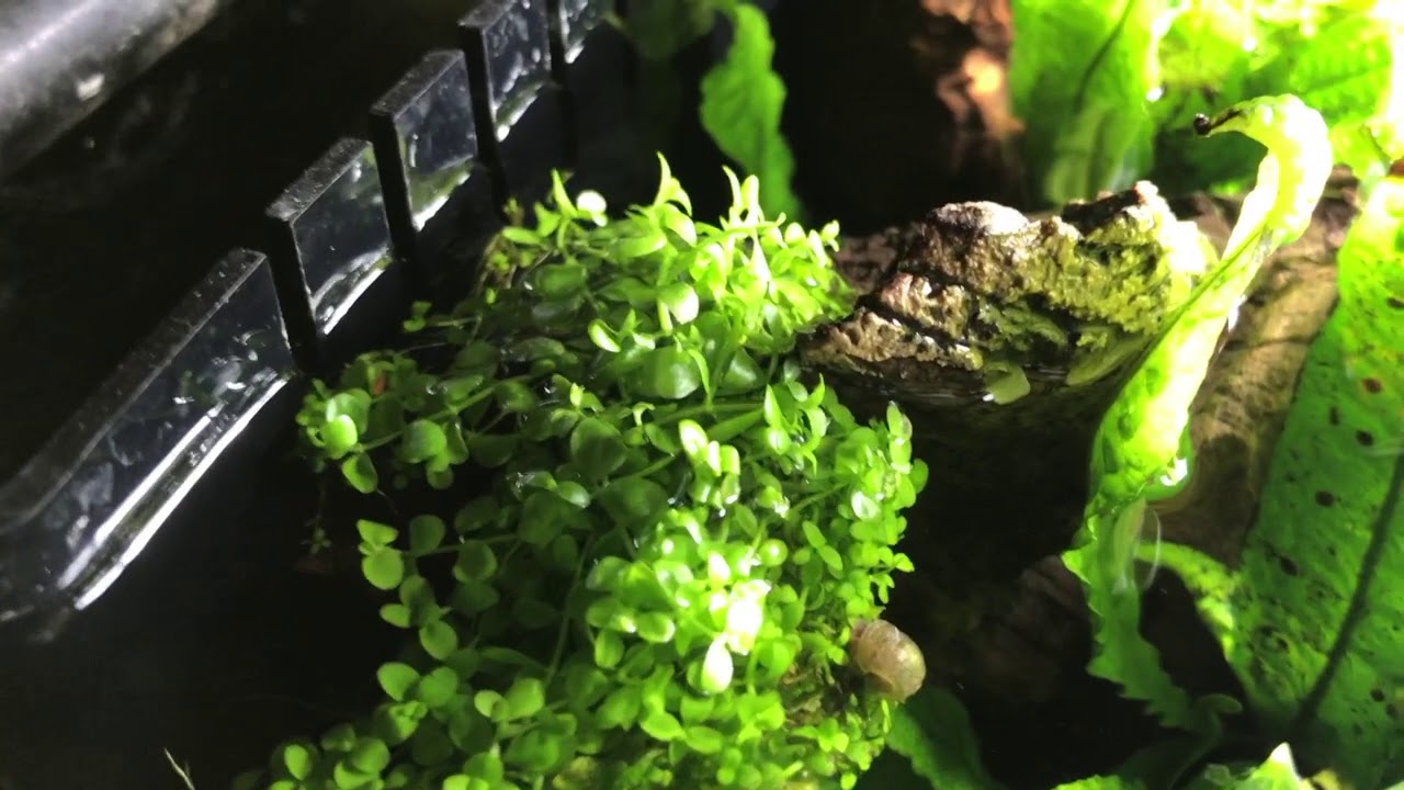 Denitrification Testing of 30 aquariums, The results will shock you