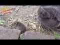 Cute cat and mouse are friends #cutecat #mouse