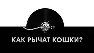 Как рычат кошки? 😼 Звук рычащих кошек и какие звуки издают котики Как рычат кошки? 😼 Звук рычащих кошек и какие звуки издают котики